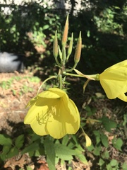 Oenothera glazioviana