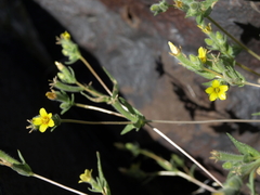 Mentzelia montana