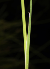 Juncus macrandrus