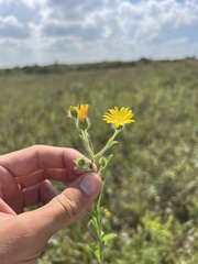 Bradburia pilosa