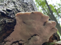 Rigidoporus populinus