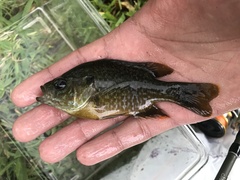 Lepomis macrochirus × cyanellus