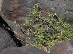 Mentzelia montana