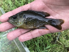 Lepomis macrochirus × cyanellus