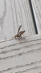 Polistes exclamans