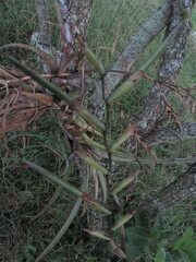 Tillandsia flexuosa