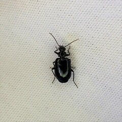 Lebia