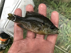 Lepomis macrochirus × cyanellus