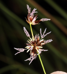 Juncus macrandrus