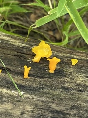 Dacrymyces spathularia