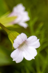 Mecardonia acuminata