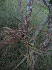 Tillandsia flexuosa