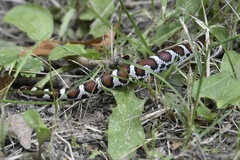 Lampropeltis triangulum