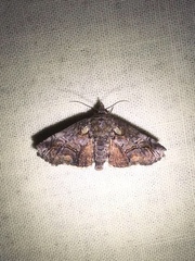 Paectes abrostoloides