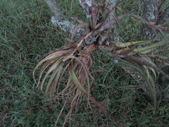 Tillandsia flexuosa