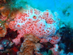 Hemimycale columella