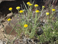 Erigeron aphanactis aphanactis