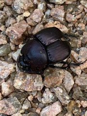 Phanaeus triangularis
