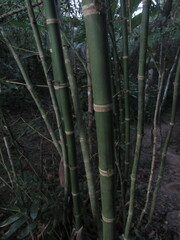 Guadua angustifolia