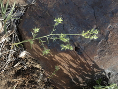 Cryptantha nevadensis