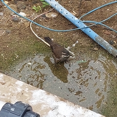 Cinclodes patagonicus