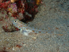Thorogobius macrolepis