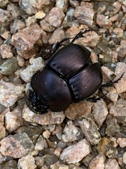 Phanaeus triangularis