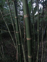Guadua angustifolia