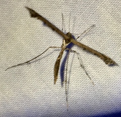 Amblyptilia pica