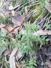 Euryomyrtus ramosissima