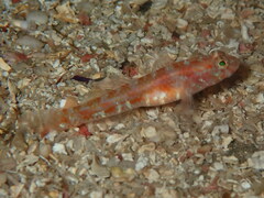 Vanneaugobius dollfusi