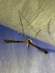 Amblyptilia pica