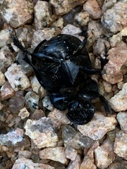 Phanaeus triangularis