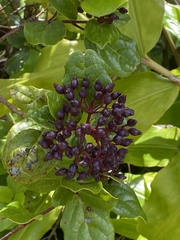 Viburnum treleasei
