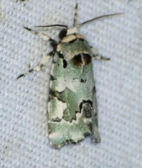 Emarginea percara
