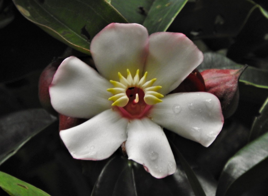 Blakea quadrangularis
