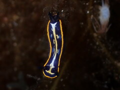 Felimare fontandraui