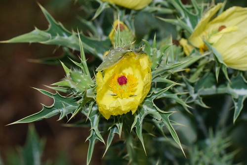 Mexican prickly poppy