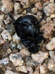 Phanaeus triangularis