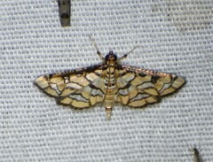 Hileithia magualis