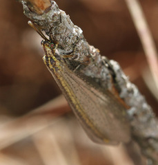Macronemurus appendiculatus