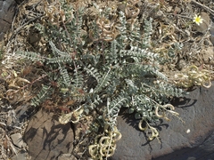 Astragalus layneae