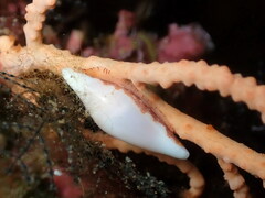 Simnia spelta