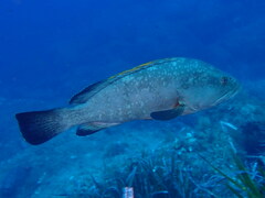 Epinephelus marginatus