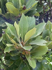 Laurus azorica