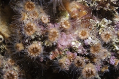 Polycyathus muellerae