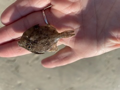 Stephanolepis hispida