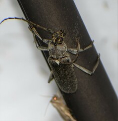 Gnaphalodes trachyderoides