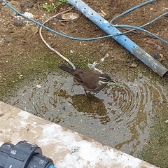 Cinclodes patagonicus