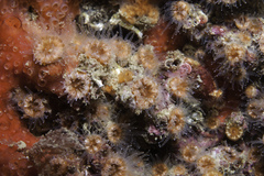 Polycyathus muellerae